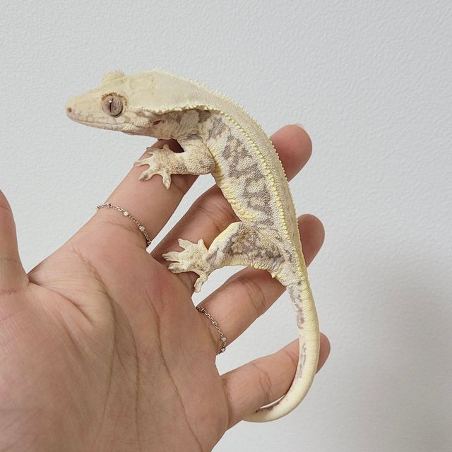 릴리화이트 풀핀