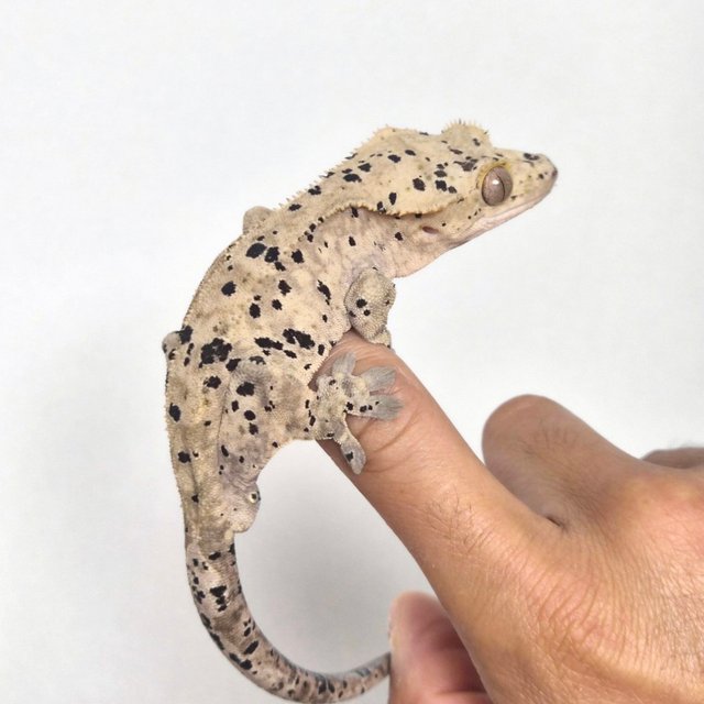 슈퍼달마시안 달마시안