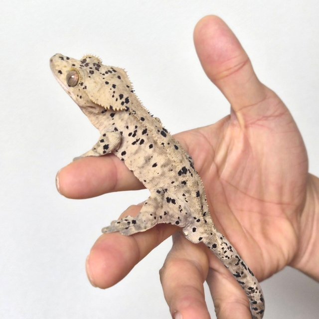 슈퍼달마시안 달마시안