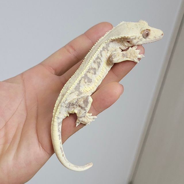 릴리화이트 풀핀