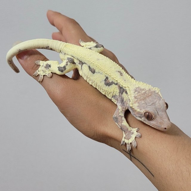 프라푸치노 풀핀