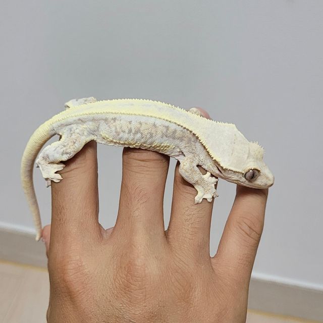 릴리화이트 풀핀