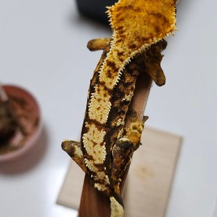 트라이 익스트림할리퀸 텐저린