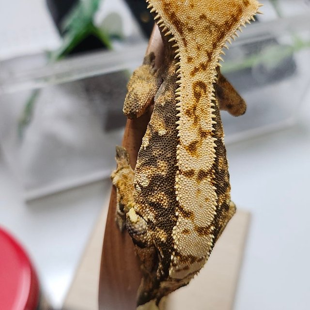 트라이 익스트림할리퀸