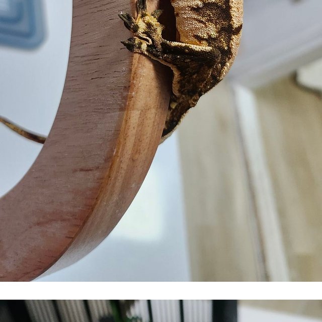 트라이 익스트림할리퀸