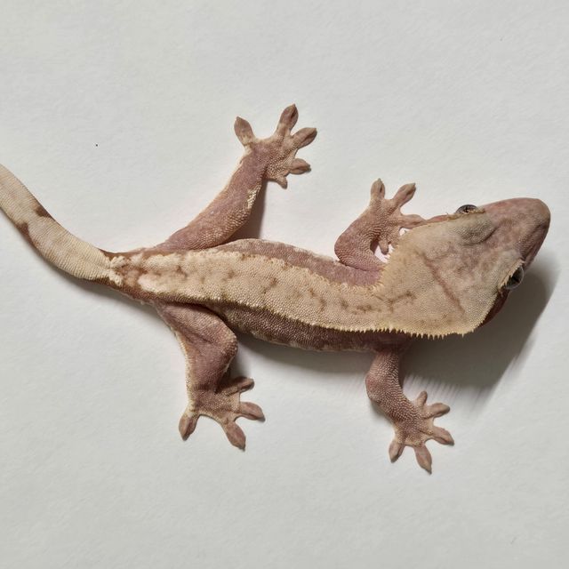 레드 쿼드