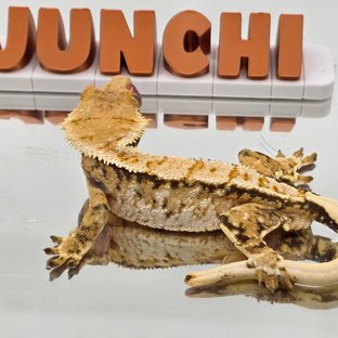 노멀 트라이 화이트스팟