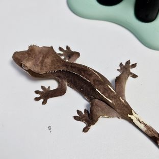 아잔틱