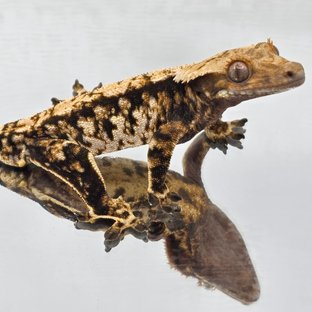 트라이 타이거 익스트림할리퀸