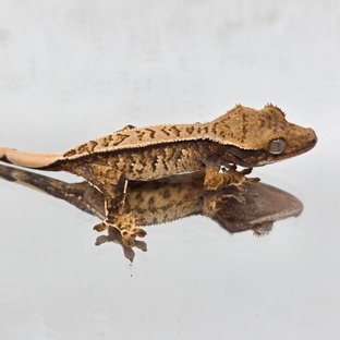 트라이 익스트림할리퀸 노멀