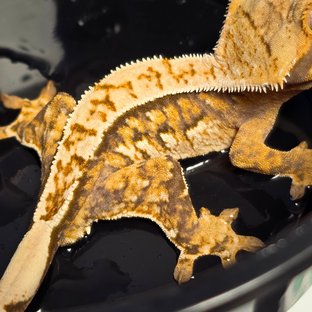 노멀 트라이 화이트스팟 익스트림할리퀸