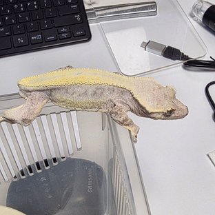 릴리 세이블 솔리드백