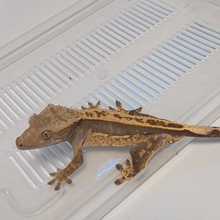 100%헷아잔틱 노멀 풀핀 쿼드