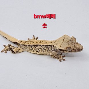 Bm딩 2