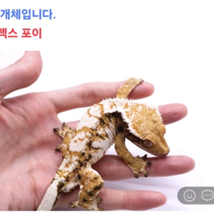포이