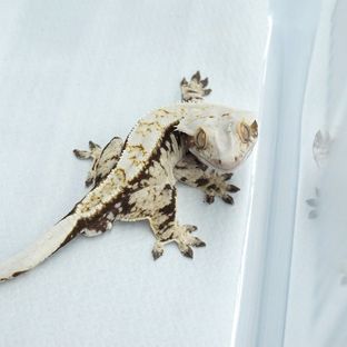 꼬경