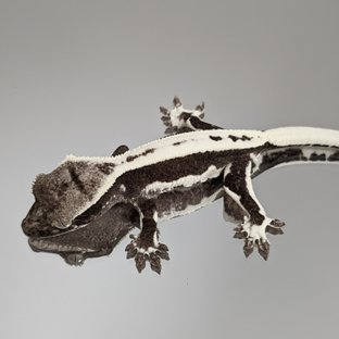 릴잔틱
