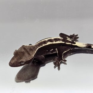 검치핀6