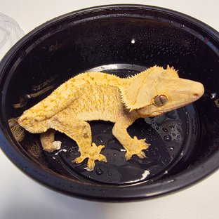 노멀 트라이 익스트림할리퀸 화이트스팟