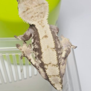 노멀 화이트스팟