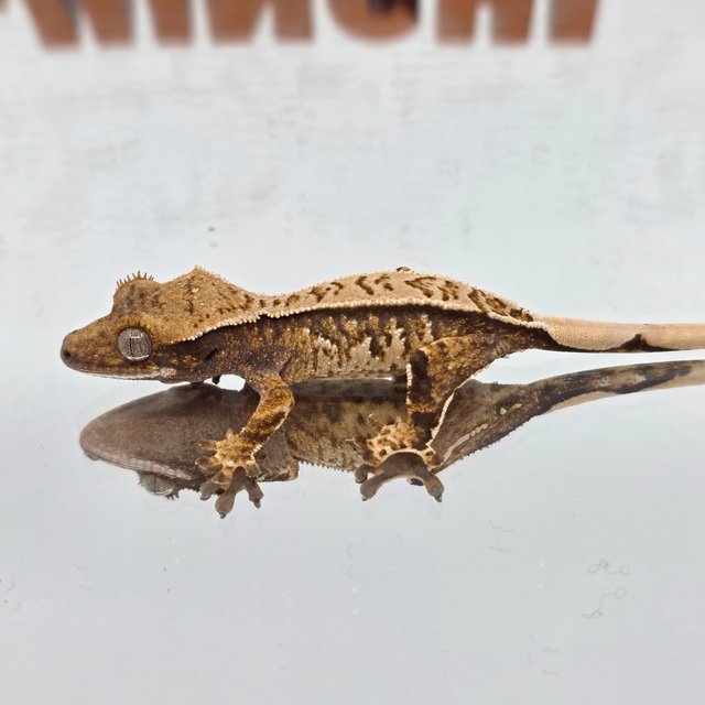 트라이 익스트림할리퀸 노멀