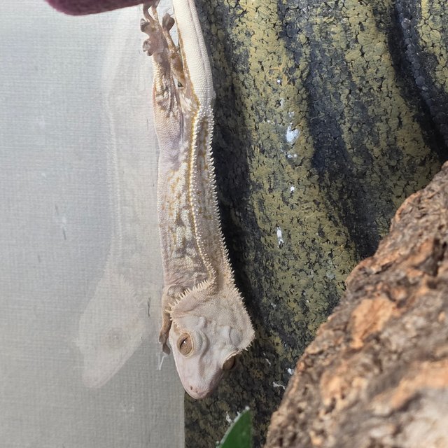 풀핀 핀스트라이프 쿼드