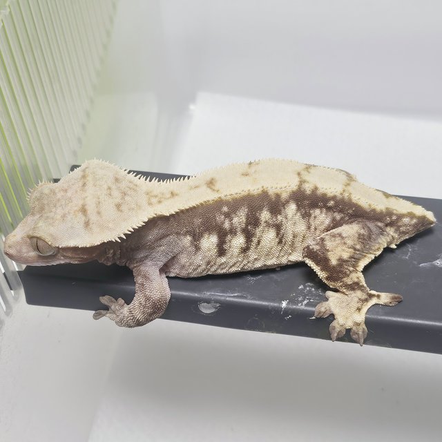 노멀 화이트스팟