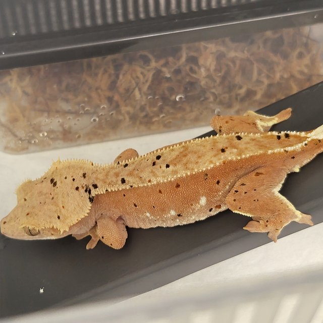 슈퍼달마시안 레드