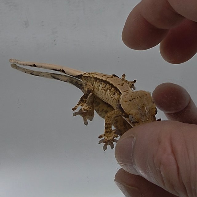 노멀 트라이 익스트림할리퀸