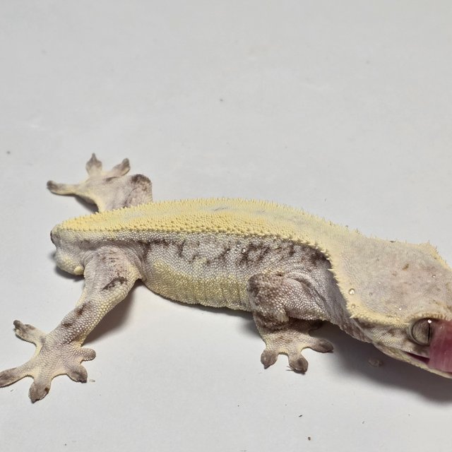 릴리 세이블 솔리드백