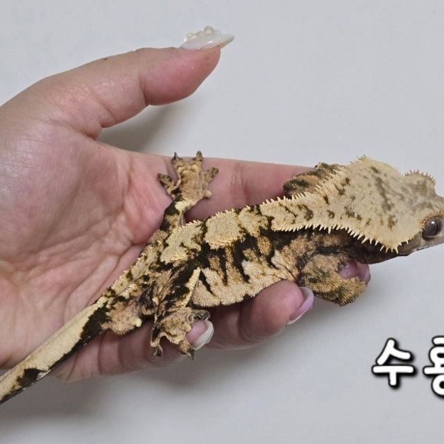 100%헷초초