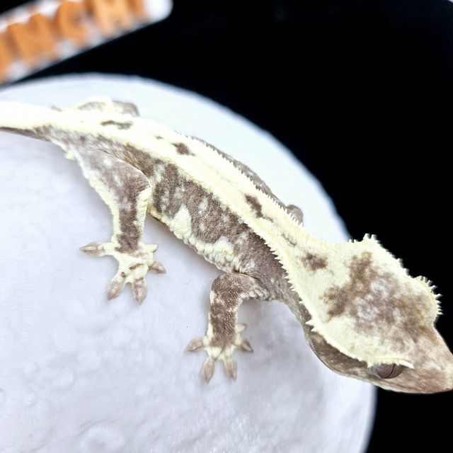 릴잔틱