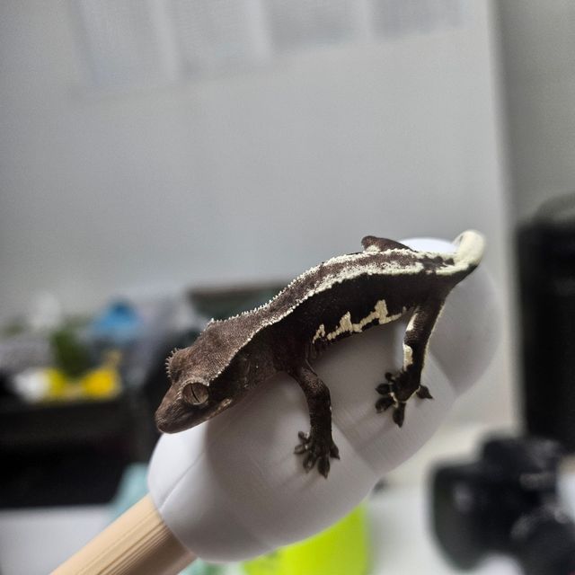 릴잔틱 아잔틱