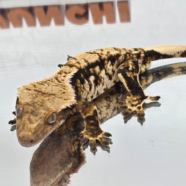 트라이 타이거 익스트림할리퀸