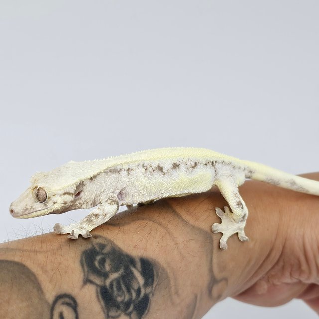 릴리 세이블 솔리드백