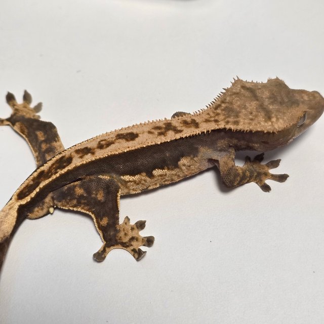 100%헷아잔틱 노멀 풀핀 쿼드