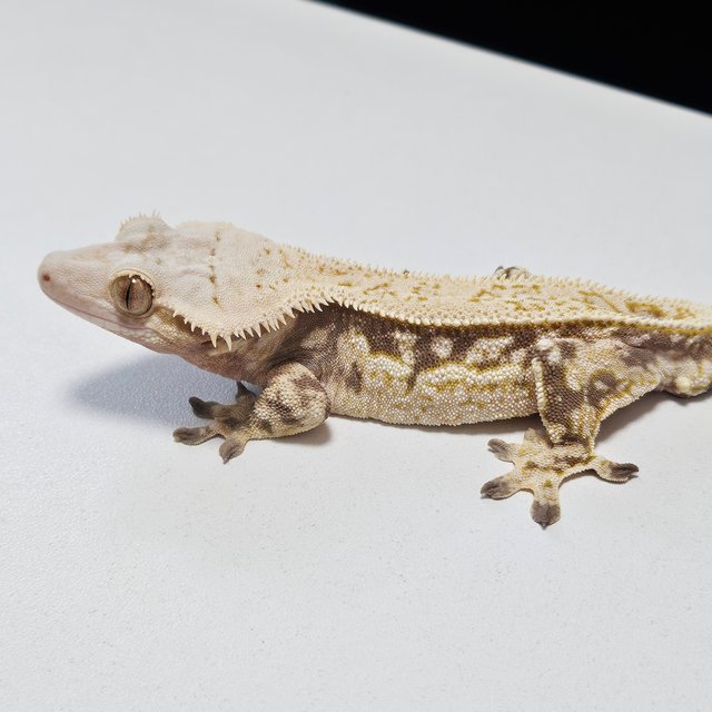 풀핀 핀스트라이프 쿼드