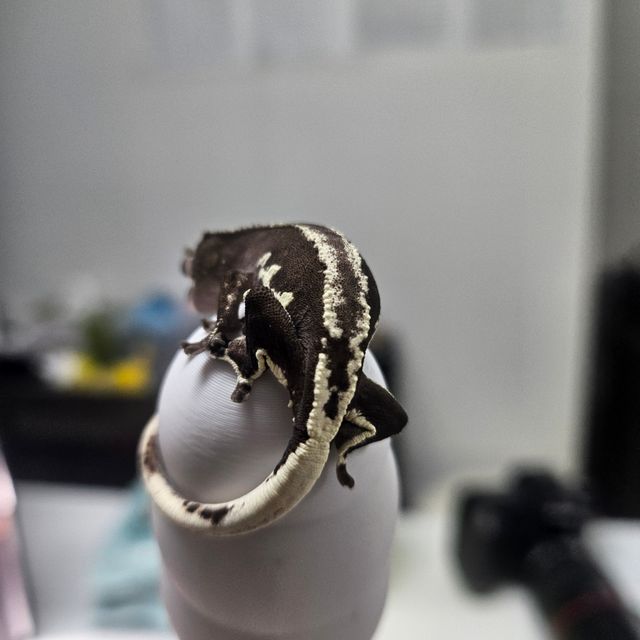 릴잔틱 아잔틱