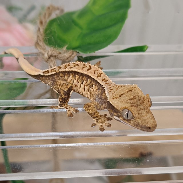 트라이 익스트림할리퀸 노멀