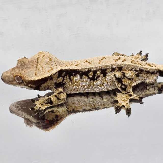 노멀 트라이 드리피 화이트스팟 풀핀