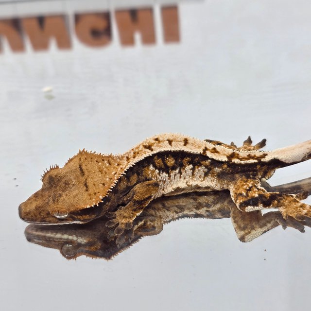 노멀 트라이 익스트림할리퀸 텐저린