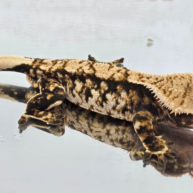 트라이 타이거 익스트림할리퀸