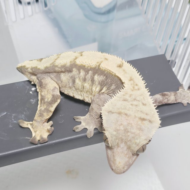 노멀 화이트스팟