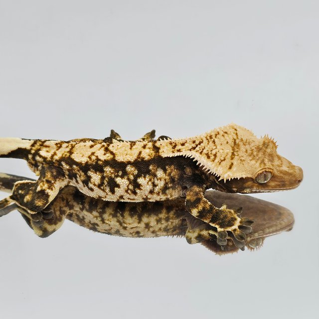 트라이 타이거 익스트림할리퀸