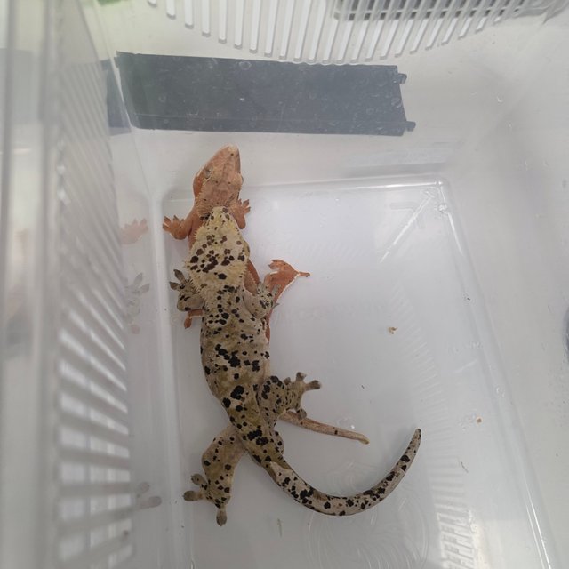 슈퍼달마시안 레드