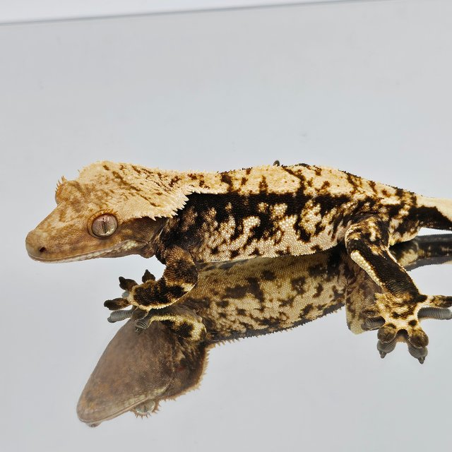 트라이 타이거 익스트림할리퀸