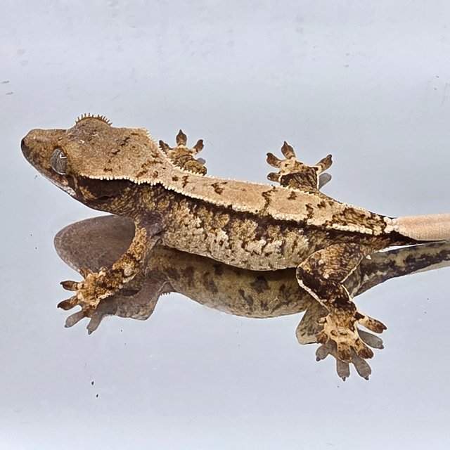 노멀 트라이 익스트림할리퀸