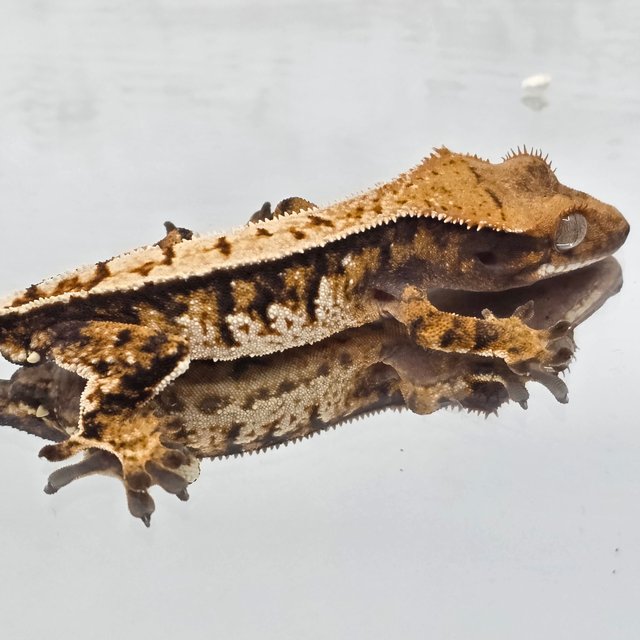 노멀 트라이 익스트림할리퀸 텐저린