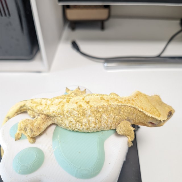 노멀 트라이 익스트림할리퀸 화이트스팟