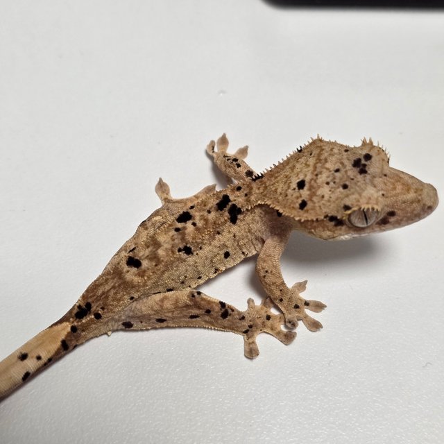 슈퍼달마시안 레드